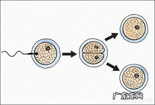 神奇的双胞胎,是如何产生的?