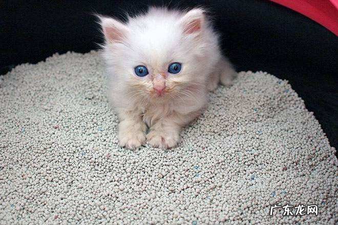 猫砂有什么功效和作用