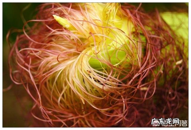 很多人用玉米须泡水喝,玉米须究竟对身体有啥好处?用的是干的还是生的?