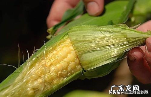 很多人用玉米须泡水喝,玉米须究竟对身体有啥好处?用的是干的还是生的?