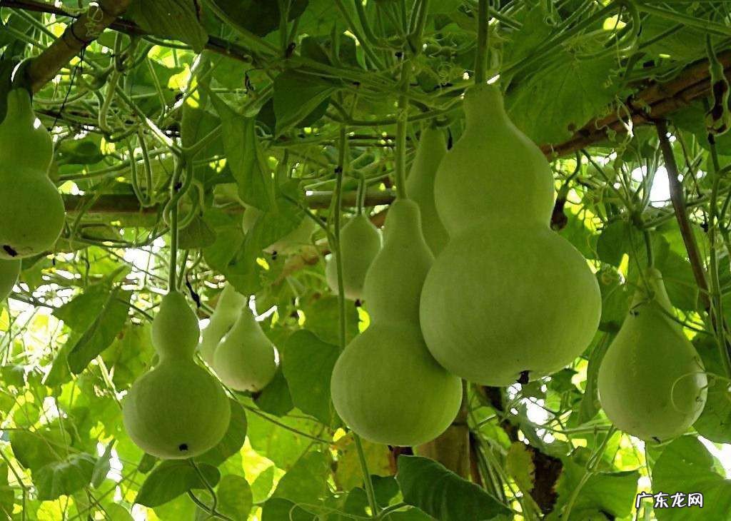 葫芦是几月份种的