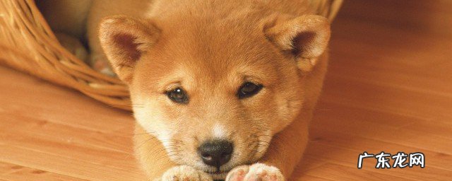 遛狗时狗攻击人咋办