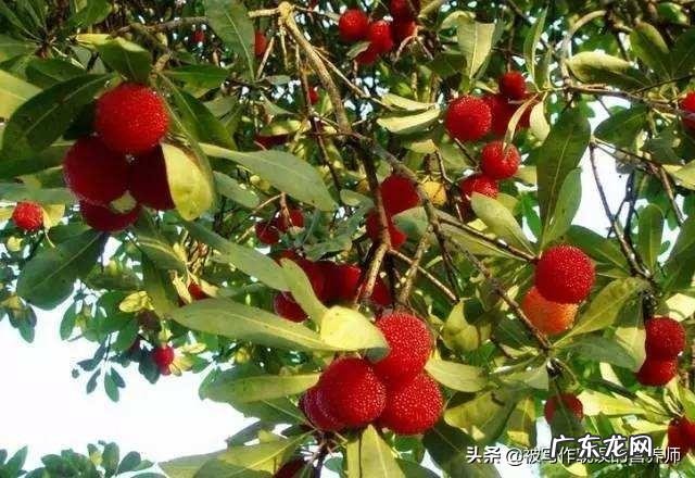 杨梅有减肥的作用吗？