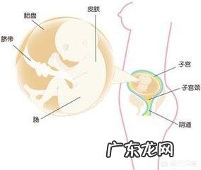 怀孕五个月胎儿位置是哪里了的,该怎么看?
