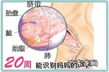 怀孕五个月胎儿位置是哪里了的,该怎么看?