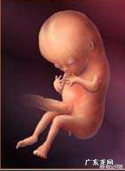 怀孕五个月胎儿位置是哪里了的,该怎么看?