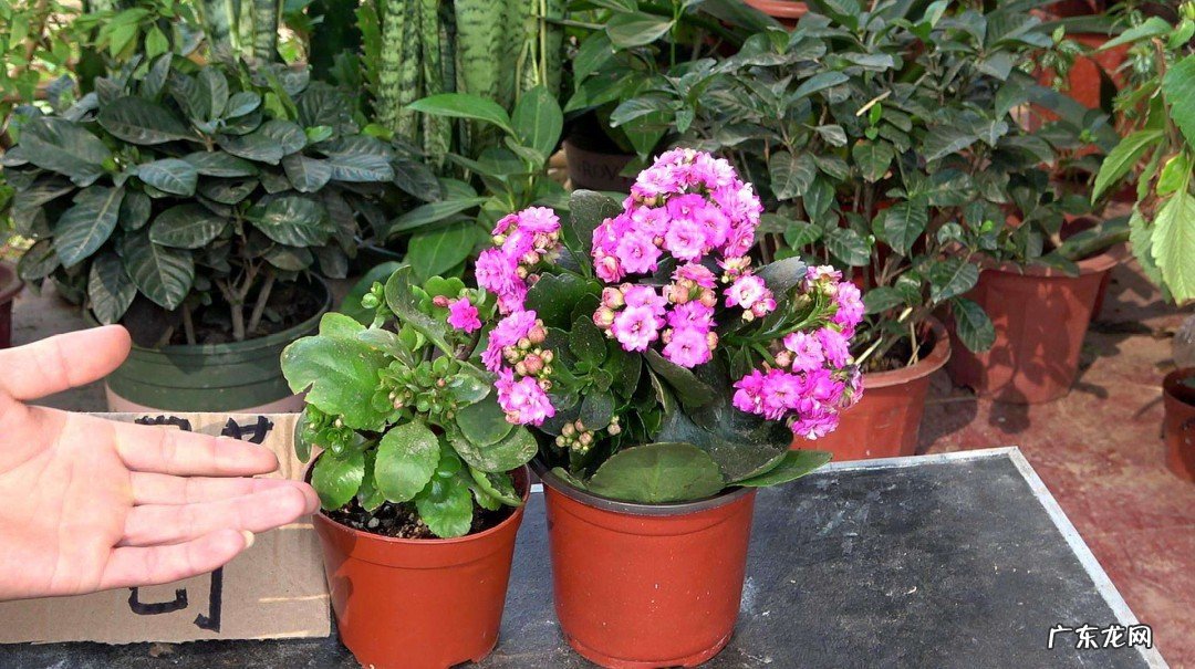 常寿花的养殖方法