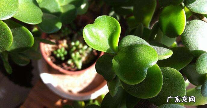 怎样养殖长寿花的方法