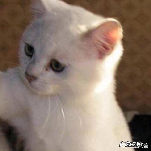 你圣诞节想要收到什么样的礼物?