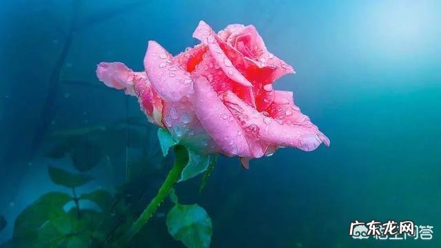 有没有一些关于人生感悟或有哲理的句子?