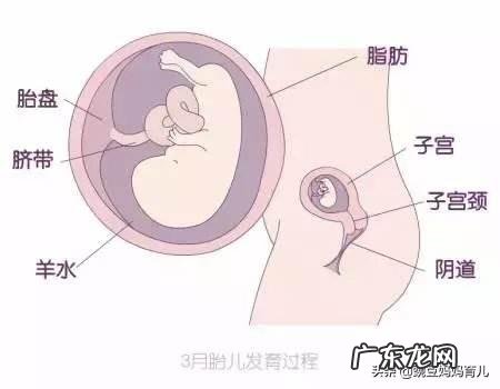 怀孕快三个月时会感觉到肚子里的宝宝在动,是胎动吗?