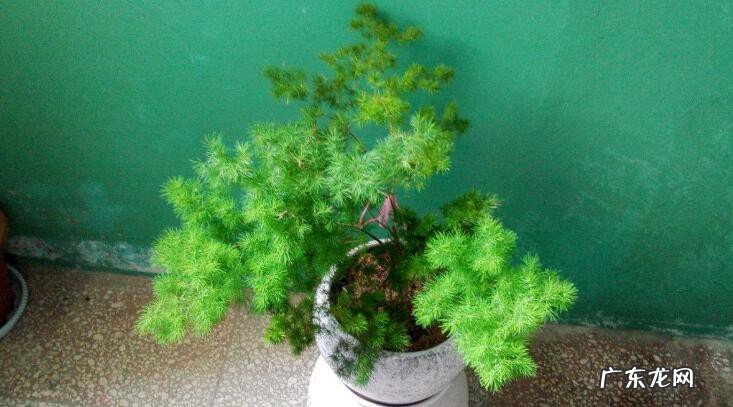 属猴的养什么花旺财