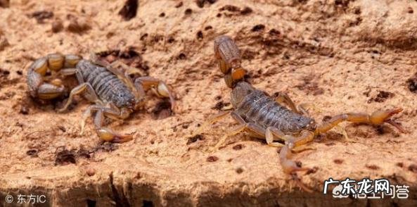 被蝎子蛰了怎么办?