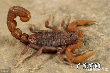 被蝎子蛰了怎么办?