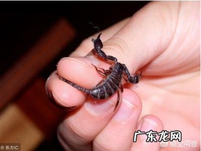 被蝎子蛰了怎么办?