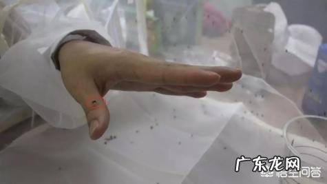 宝宝夏天外出怎么防蚊子?