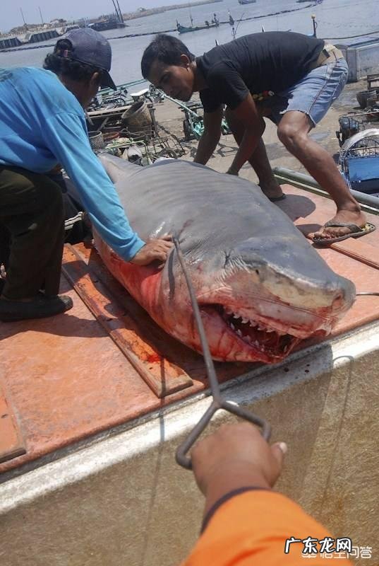 泳坛神话“鲨鱼皮”为何衰退？