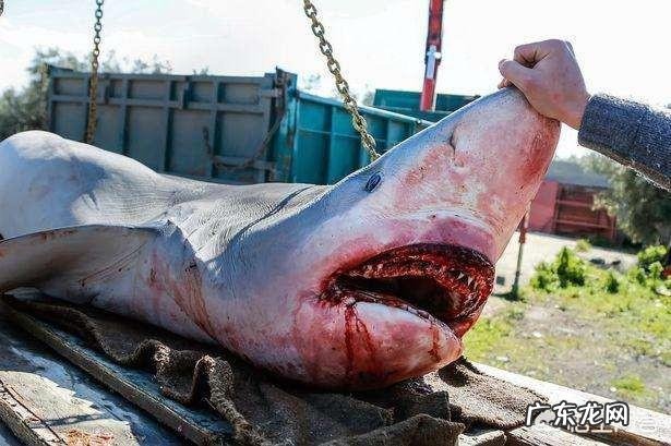 泳坛神话“鲨鱼皮”为何衰退？