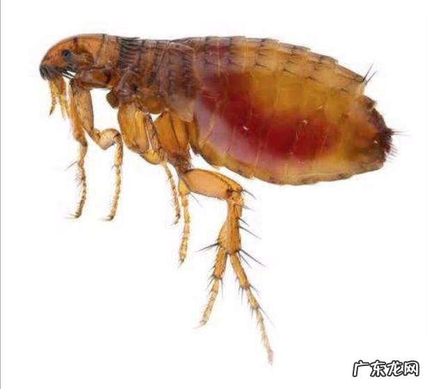 跳蚤怎么去除最快?