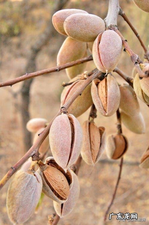 吃哪种坚果最瘦身?