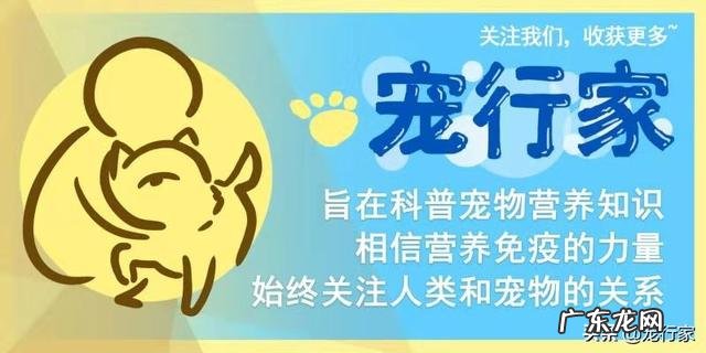 养狗,家里有一股臭味,怎么去除?