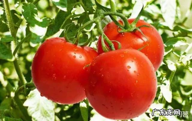 血糖高的人能吃柿子吗?为什么?