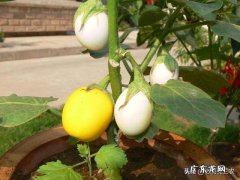 长的像“蛋”，吃起来像西红柿，名字却叫“茄子”，这种蔬菜咋那么奇怪？如何种植呢？