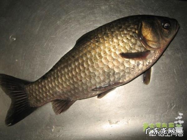 如何将鲫鱼豆腐汤做得更加鲜美?