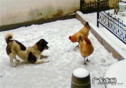 婚配时说属相不合的人,结婚后如何了?