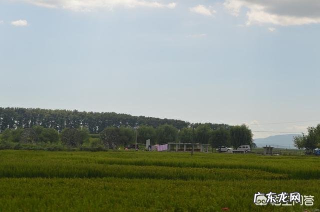 如果杂交稻完全取代了常规稻,真的是百利而无一害吗?