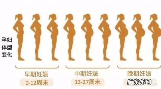 女性怀孕以后,肚子的形状会有些什么变化呢?