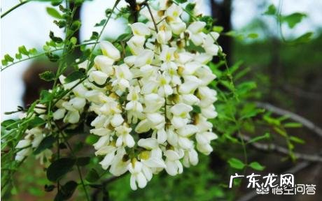 为什么会喜欢吃香椿？