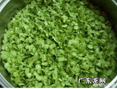 为什么会喜欢吃香椿？