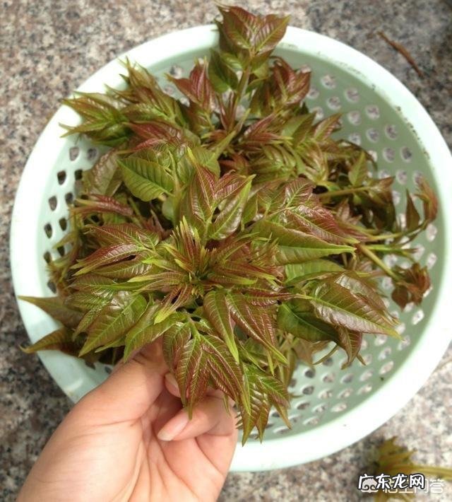 为什么会喜欢吃香椿?