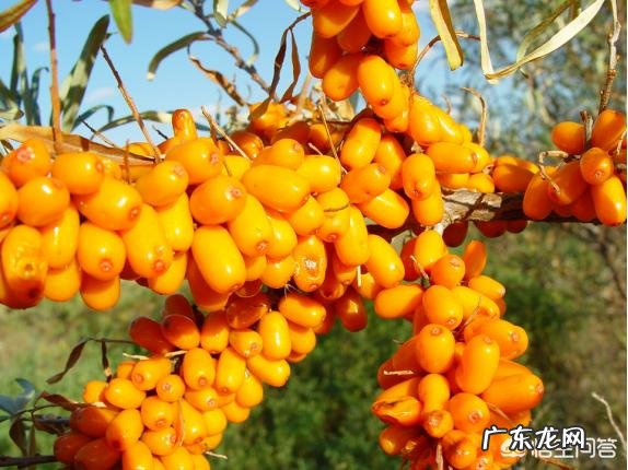 哪些是沙棘的作用与功效？哪位能说说看？