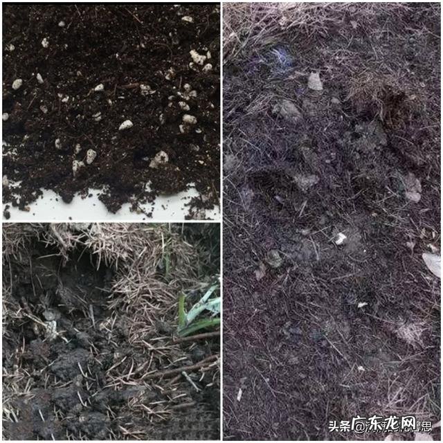 芦荟该如何养,能长得快,长得茂盛?