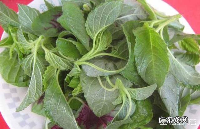 有人说吃“野苋菜”好处多多,那么如何辨别野苋菜?