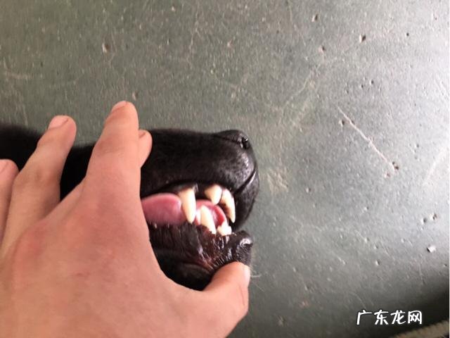 怎么避免自己的狗狗跟其他的狗打架，狗狗为什么要打架呢？