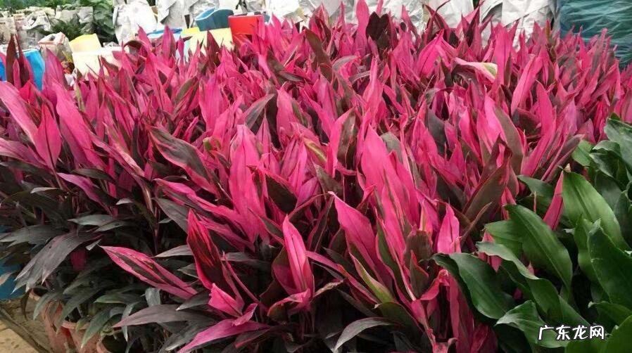 红叶朱蕉怎么修剪