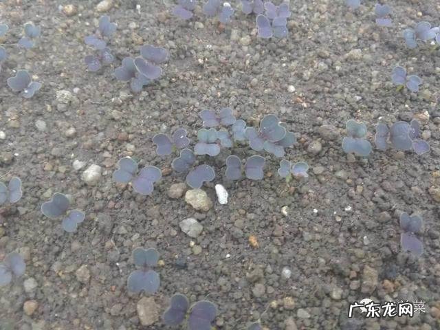 在厦门天岩山家园买的林晓晴得到菜,请问这个紫色的菜叫什么?有什么作用?