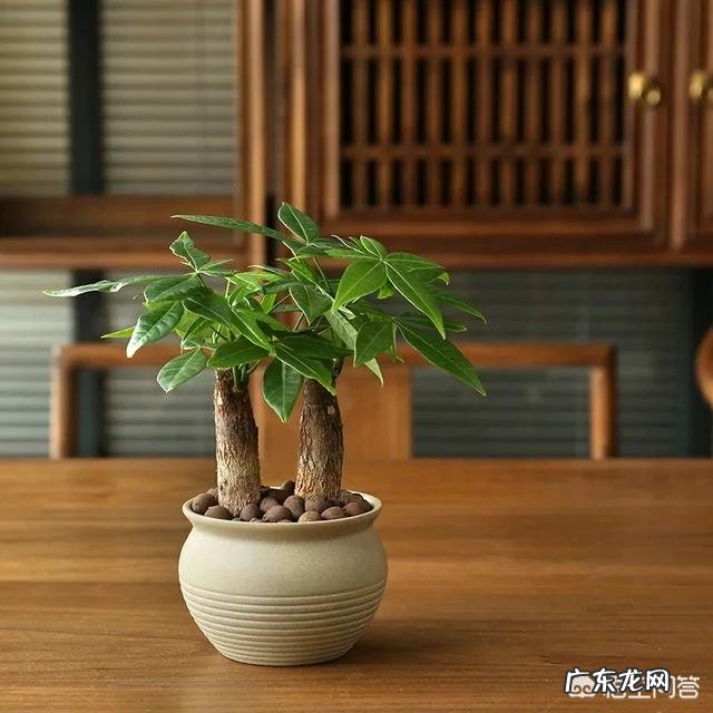 室内不喜光的植物有哪些?