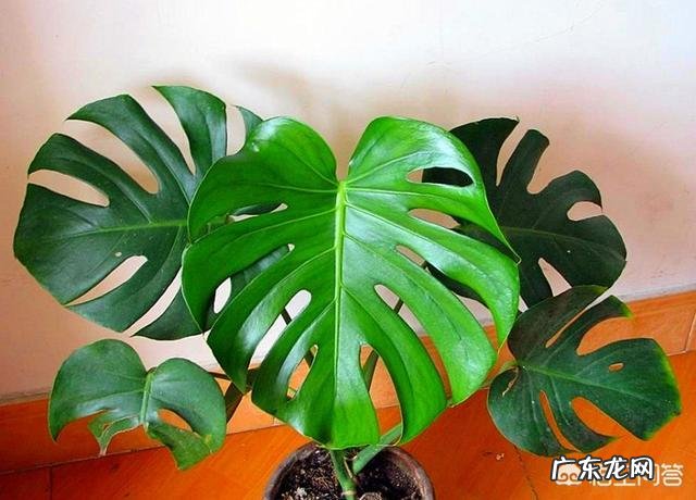 室内不喜光的植物有哪些?