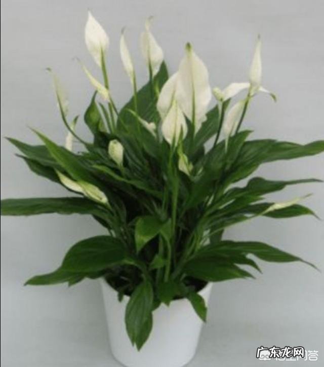 室内不喜光的植物有哪些?