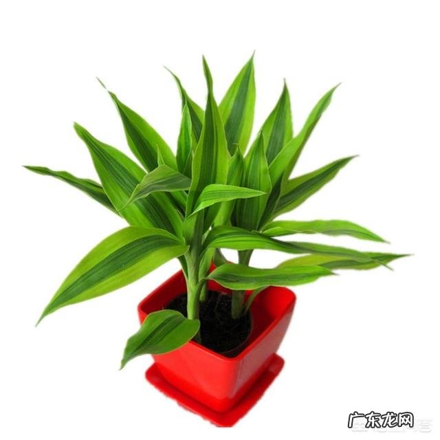 室内不喜光的植物有哪些?