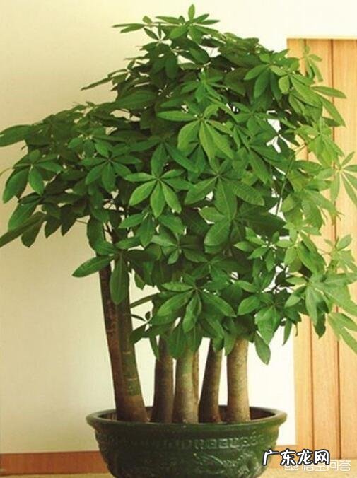 室内不喜光的植物有哪些？