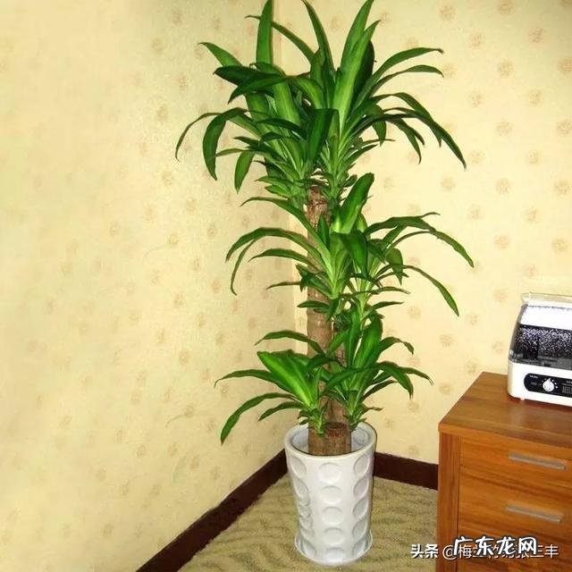室内不喜光的植物有哪些？