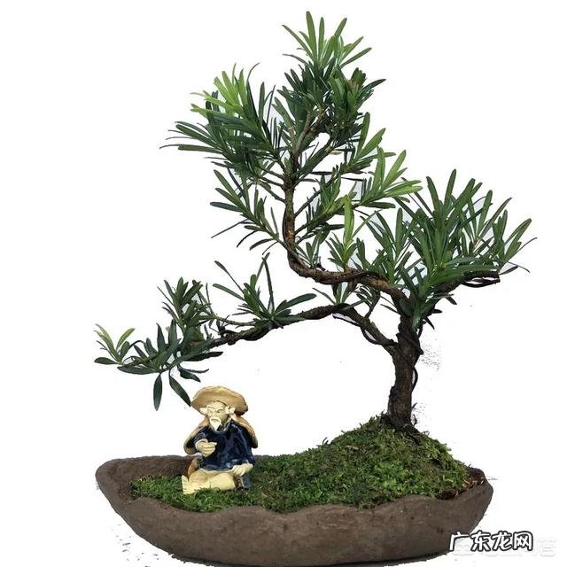 室内不喜光的植物有哪些?