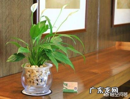 室内不喜光的植物有哪些？