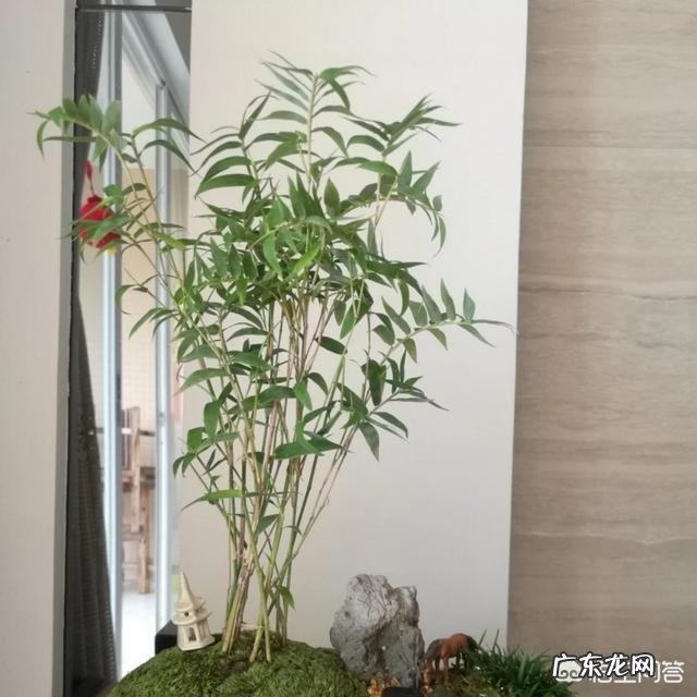 室内不喜光的植物有哪些?
