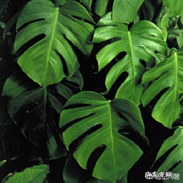 室内不喜光的植物有哪些?